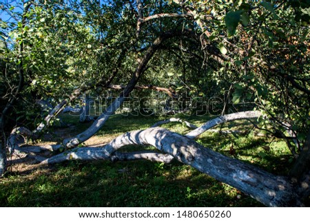Apple tree colony in Krolevets, Sumy oblast, Ukraine