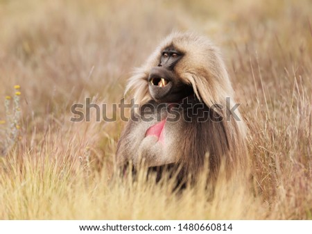 Close up of male Gelada monkey (Theropithecus gelada) sitting in grass, Simien mountains, Ethiopia.