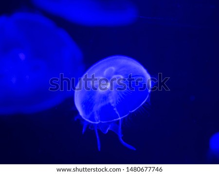 Jellyfish swimming gracefully in the water