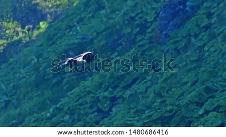 Flight scene of White tailed eagle (Ojirowashi)  with the green of the hill in the background