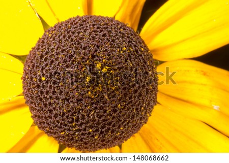 flower core