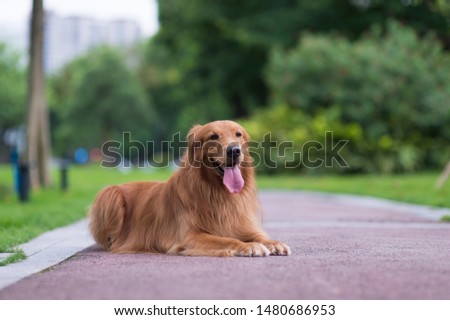Cute golden retriever playing in the park