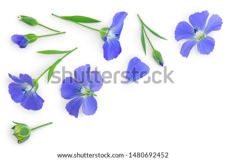 flax flowers or Linum usitatissimum on a white background with copy space for your text. Top view, flat lay Royalty-Free Stock Photo #1480692452