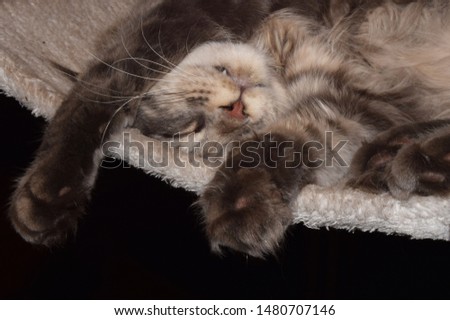 
Portrait of a main coon cat