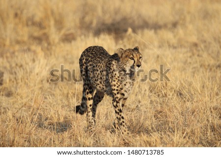 Cheetah in African savannah, walking through the grass.