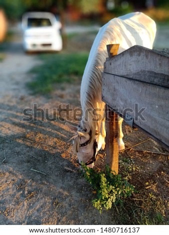 This is the picture of a white horse standing at a farm at sunset time.