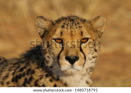 Close-up of the head of a cheetah, with beautiful orange eyes. 