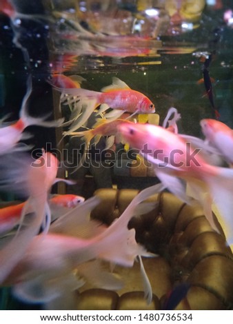 A school of goldfishes with focus on uncleary and busy feeling of picture  