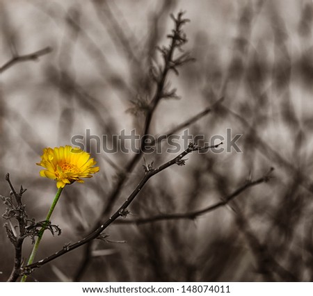 Image of a Beautiful Yellow Desert Wildflower