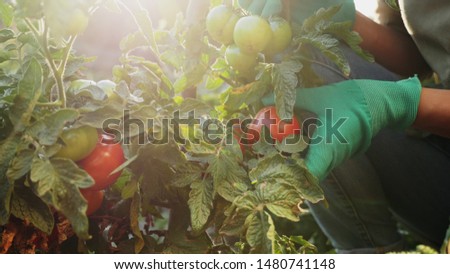 Farmer in gloves rips from the bush ripe large red tomatoes on the background of the sunlight, close-up. Harvesting in the field, organic products