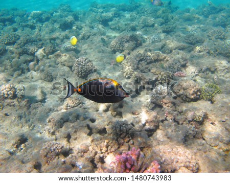 Black surgeonfish (Acanthuridae) swimming in shallow sea. Snorkeling on the reef with aquatic wildlife. Photo of the marine life. Tropical seascape, underwater photography.  