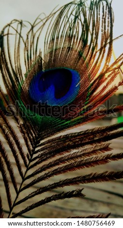 peacock's feather picture during sunsetting