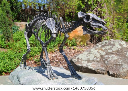 skeleton of horse Eohippus as very nice model 