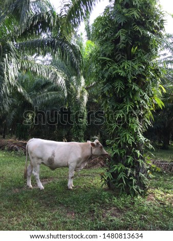 An oil palm plantation in Chumphon, Thailand, raising cows to eat weeds