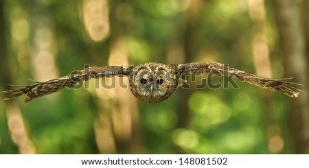 A tawny owl flies through woodland straight to camera. Wings are outstretched, eyes looking ahead.  Selective focus throws background into blur, dappled light on trees.