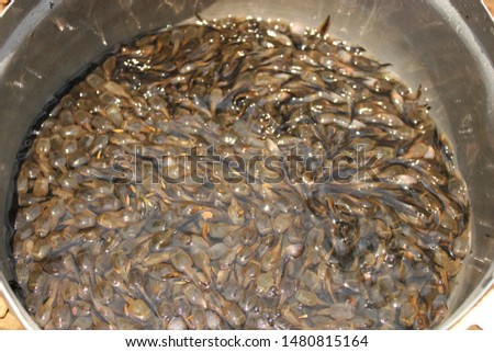 Tadpoles are sold for cooking in local markets in Thailand.

