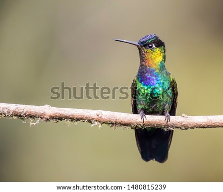 Fiery throated hummingbird showing off his beautiful colors