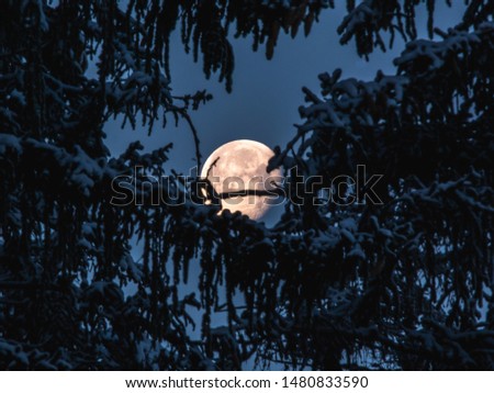 full moon behind branches covered with snow