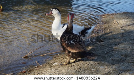 A company of ducks near the river