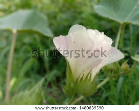 Produced on a plant, cotton is a member of the Hibiscus family and is botanically known as Gossypium hirsutum or Gossypium barbadense.The cotton plant continues to produce squares and flowers 