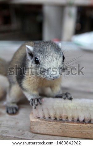 Hi-Resolution capture photo of a brown tiny Squirrel, came out to finding some food at the shoe brush, on wooden table in front of the house.