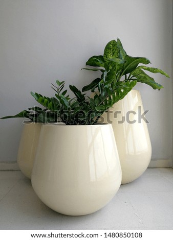 Beautiful white flower pot background picture