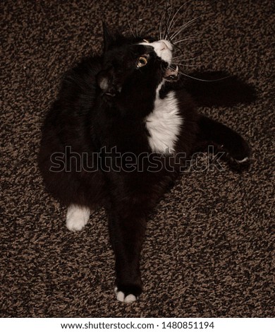 black and white fluffy cat sitting with open mouth