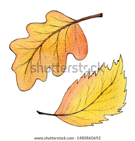 Two hand-drawn autumn leaves isolated on a white background. Orange oak and birch leaves