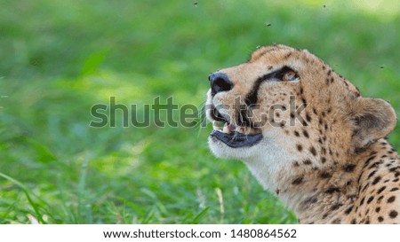 The world's fastest cat cheetah is looking up from the corner. Close-up portrait. 