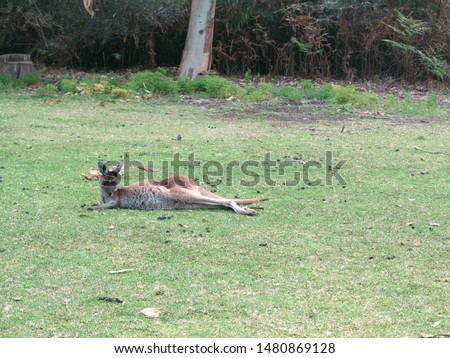                      One laid back kangaroo in the park          