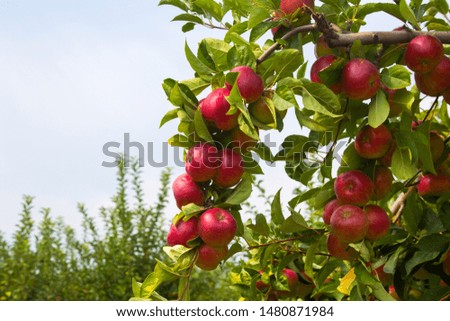 Red, green ripe apples on the branches of the tree.