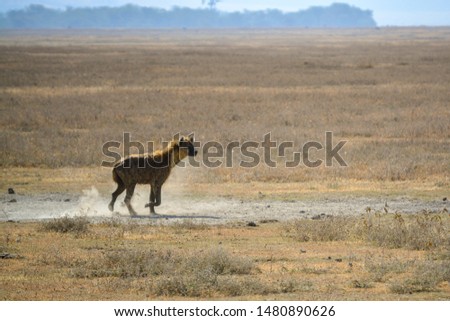 hyena running at the ngorongoro conservation area