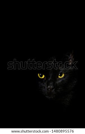 Black cat with yellow eyes on black background. Cat emerging from dark shadows. Only face eyes and nose are visible.
