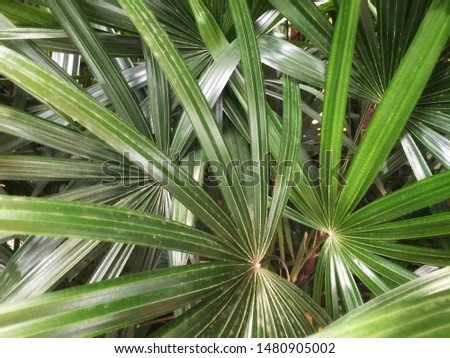 Green tropical leaves texture background.