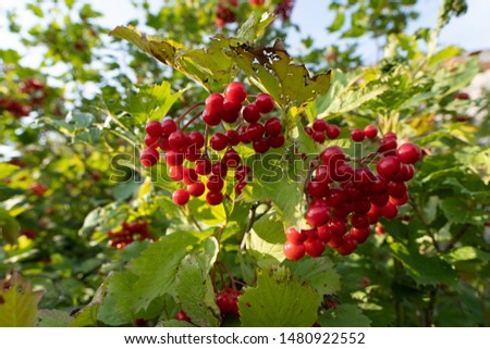 bunches of ripe and healthy red viburnum