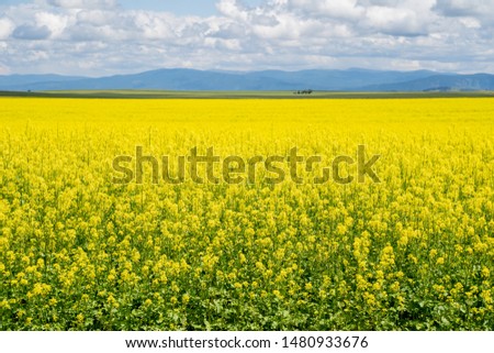 Seemingly endless field of yellow mustard plants in bloom in the Palouse region of Western Idaho Royalty-Free Stock Photo #1480933676