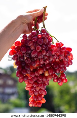 in a female hand beautiful bunch of ripe wine grapes