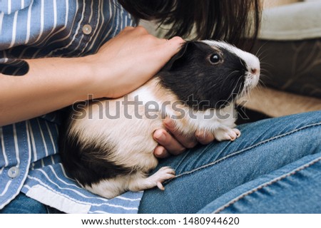 The girl and the owner keeps a guinea pig with a large mustache in her arms and strokes her. Favorite pet is enjoying. Poster, lifestyle, photography, pig.