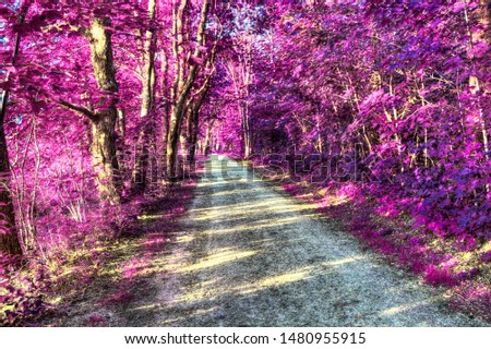 Beautiful fantasy infrared view into a relaxing purple forest