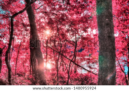 Beautiful fantasy infrared view into a relaxing purple forest