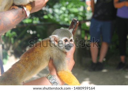 A Dominican Monkey Making a Friend 