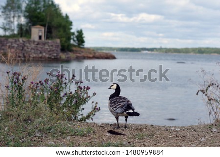 Bernacle goose in front of the sea