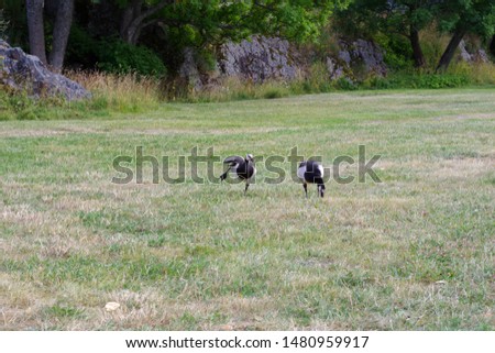 Two gooses on the graze