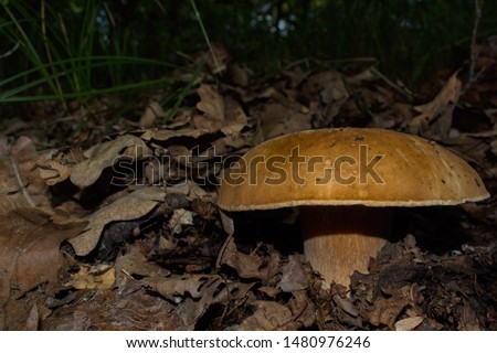 Boletus edulis in the dark forest. Beautiful boletus edulis on a dark background in the forest close-up. Edible tasty mushroom, porcini, cep, porcini, king boletus macro. Mushroom in the forest.