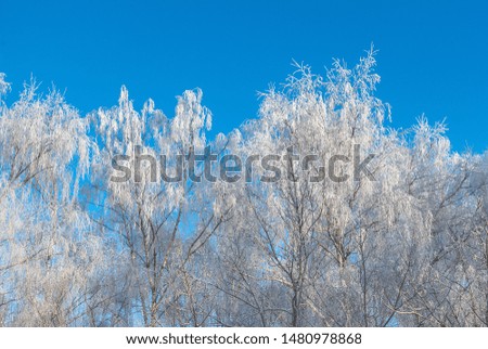 hoarfrost on birch branches against the blue sky on a clear end frosty day