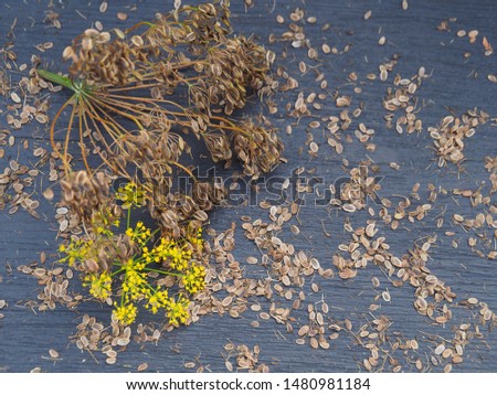 Umbrellas of dill plant seeds, dill blossom and fresh spicy grass on wooden background close up. Tasty and healthy spicy plant for cooking and traditional medicine.