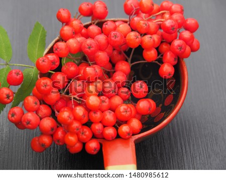 A branch of red Rowan in a decorative colorful wooden spoon on a dark background close-up.
