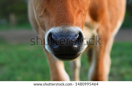 Cow nose on The Green Field