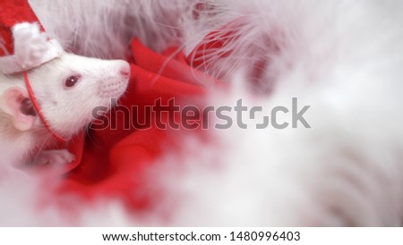 White rat in a small cap santa looks out of a Santa hat on a red background. Christmas card. symbol of the year 2020
