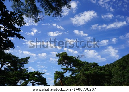trees against the blue sky and white clouds.